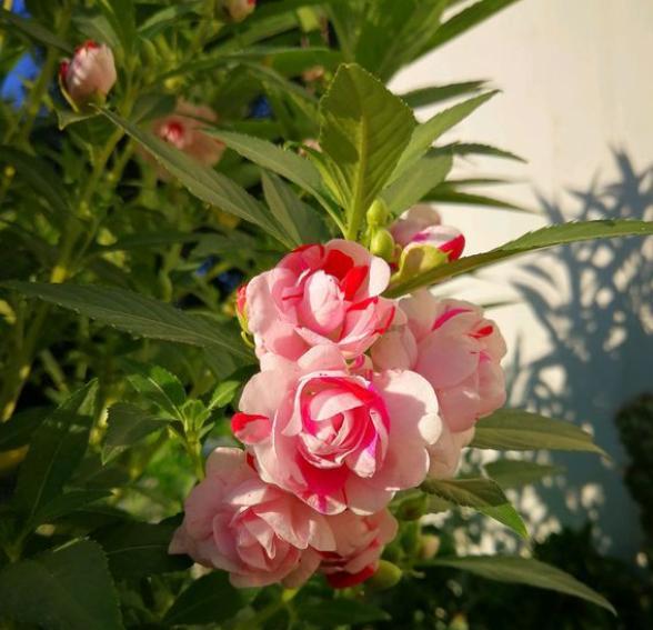 五彩凤仙花的养殖方法和技巧