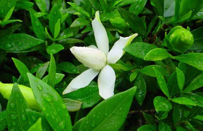 小叶栀子花耐寒多少度开花