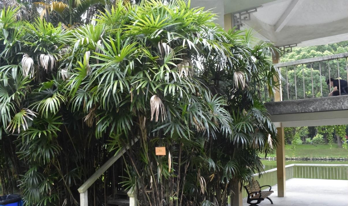 客厅适合摆放的十大植物