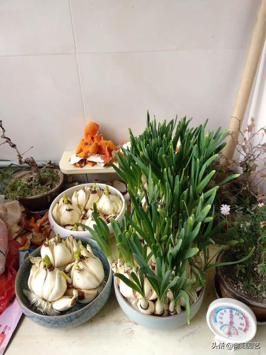 水仙花种植多久开花结果