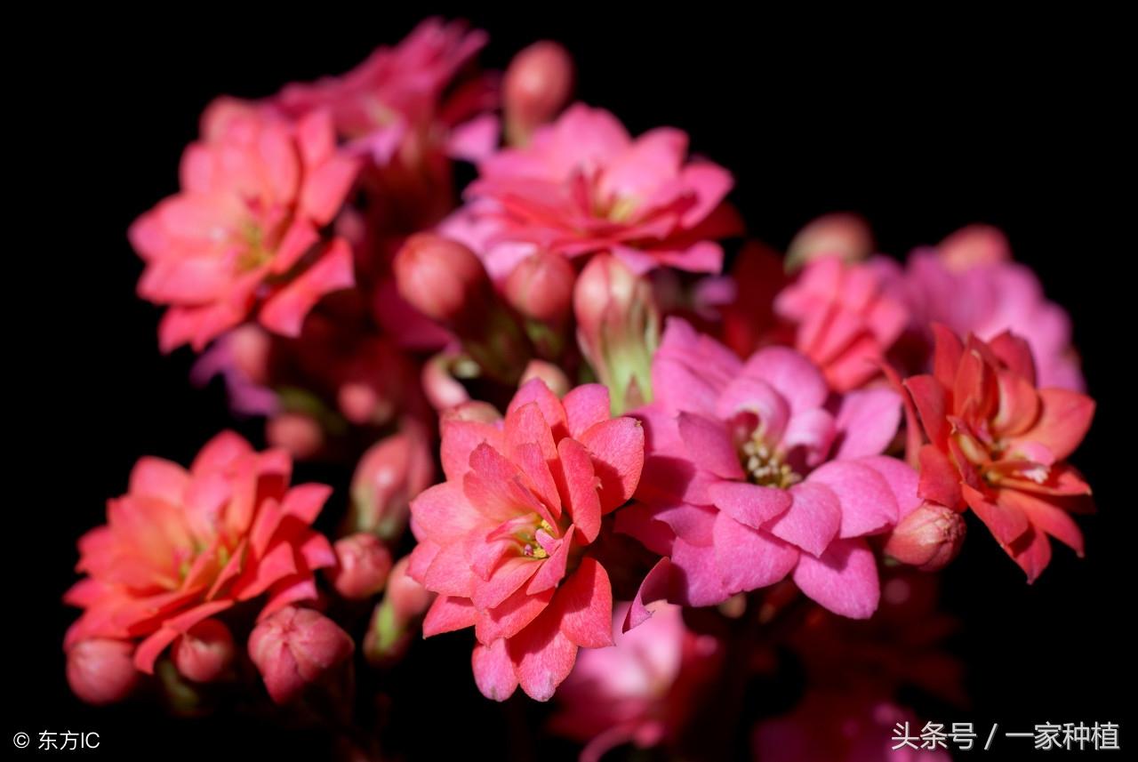 家里不能放假花有什么讲究