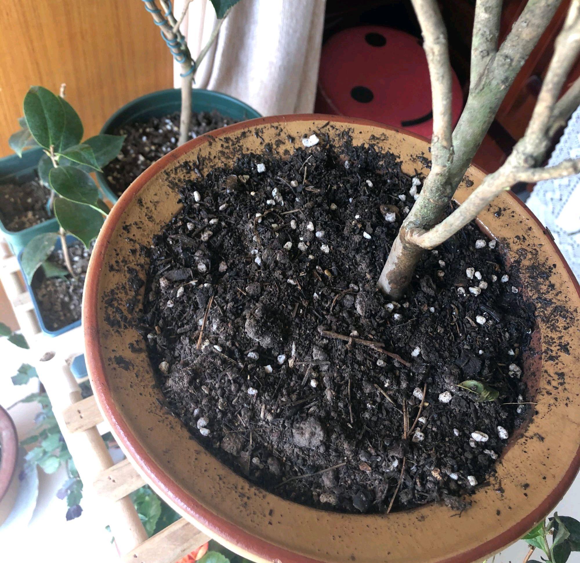茶花叶子尖发黑枯萎像烧焦怎么办