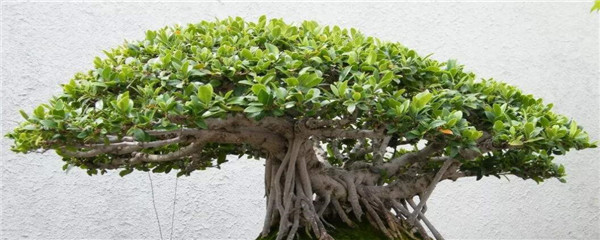 榕树盆景的养殖方法和注意事项