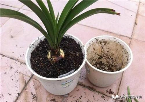 厚脸皮植物叶子发软怎么办