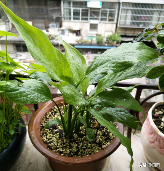 白掌水养好还是土养好