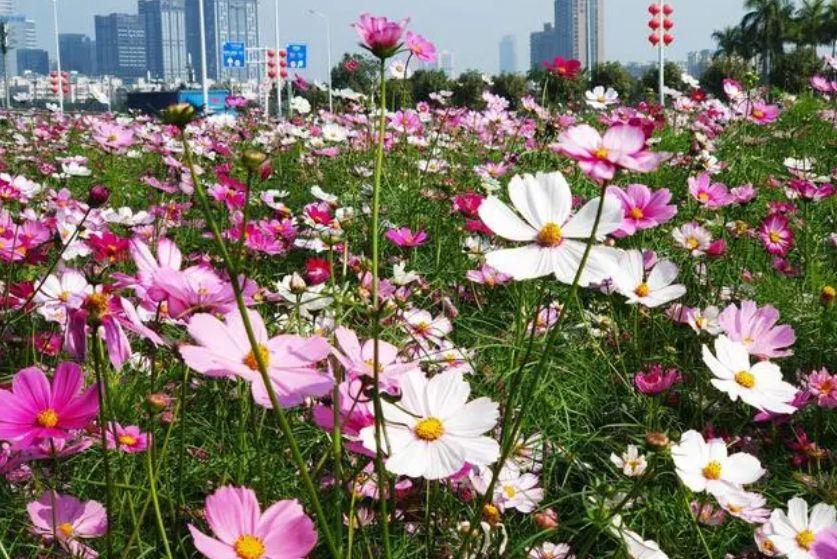 常见园林花卉品种有哪些