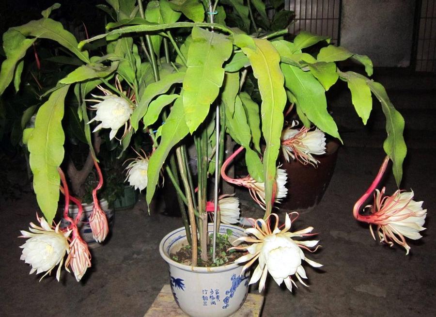昙花几年才能开花