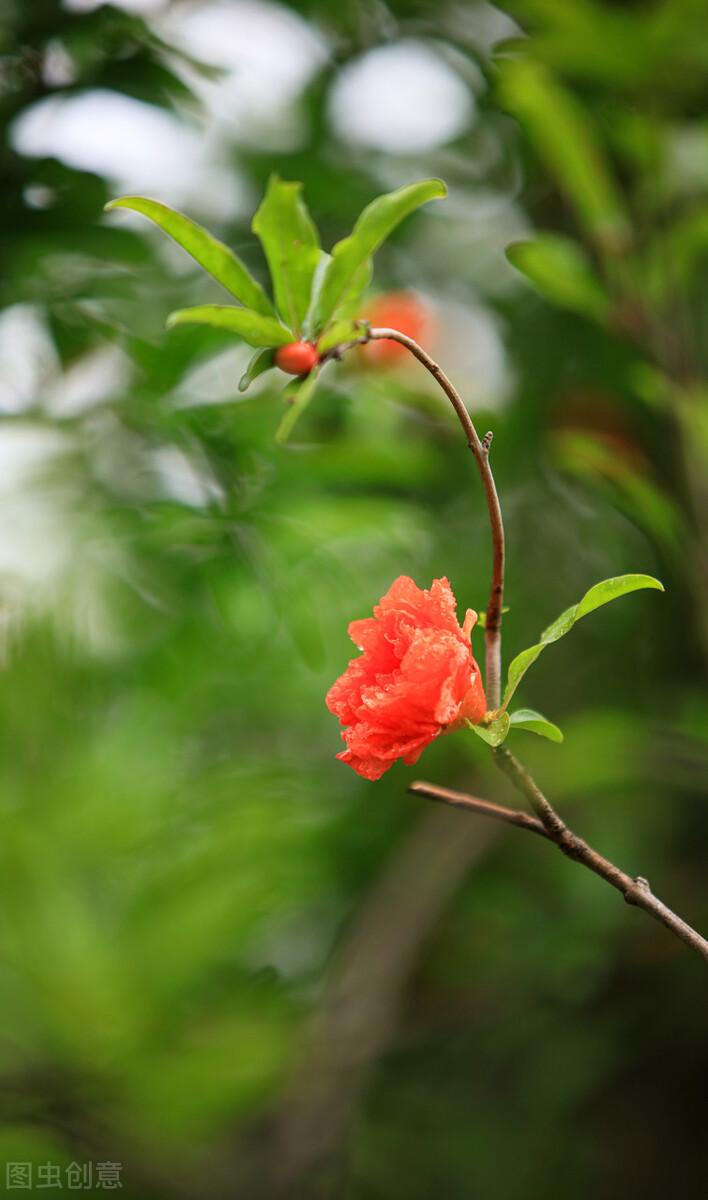 石榴花寓意及花语