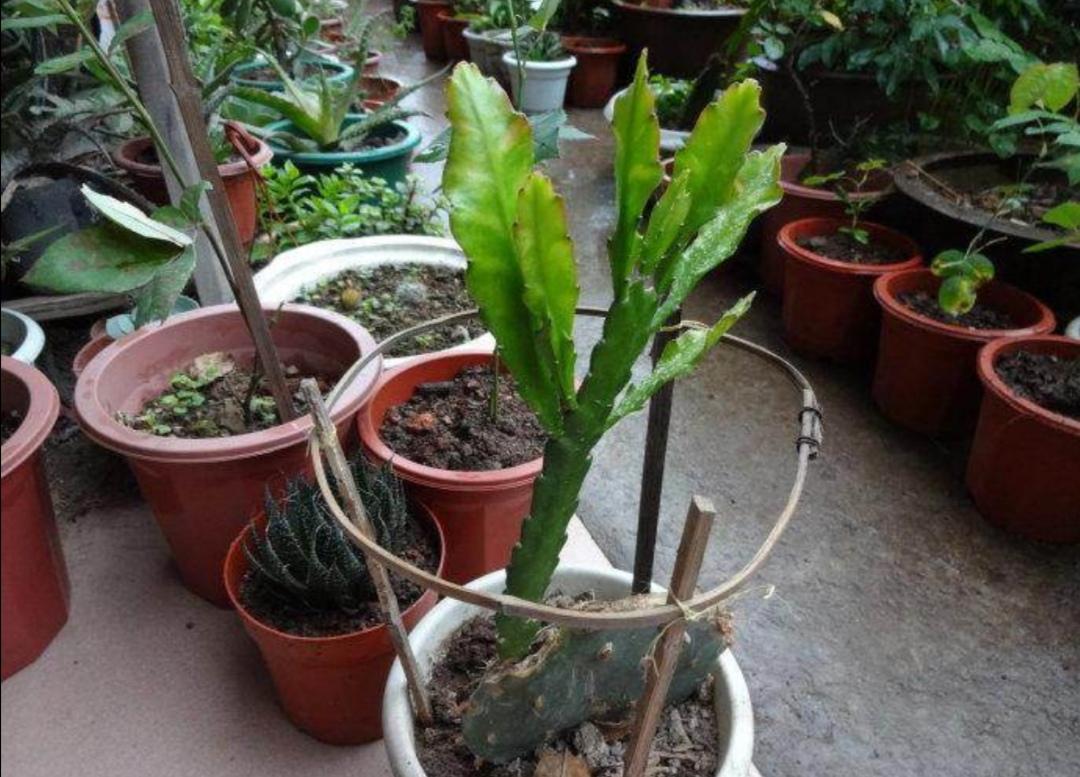 令箭花的养护和修剪