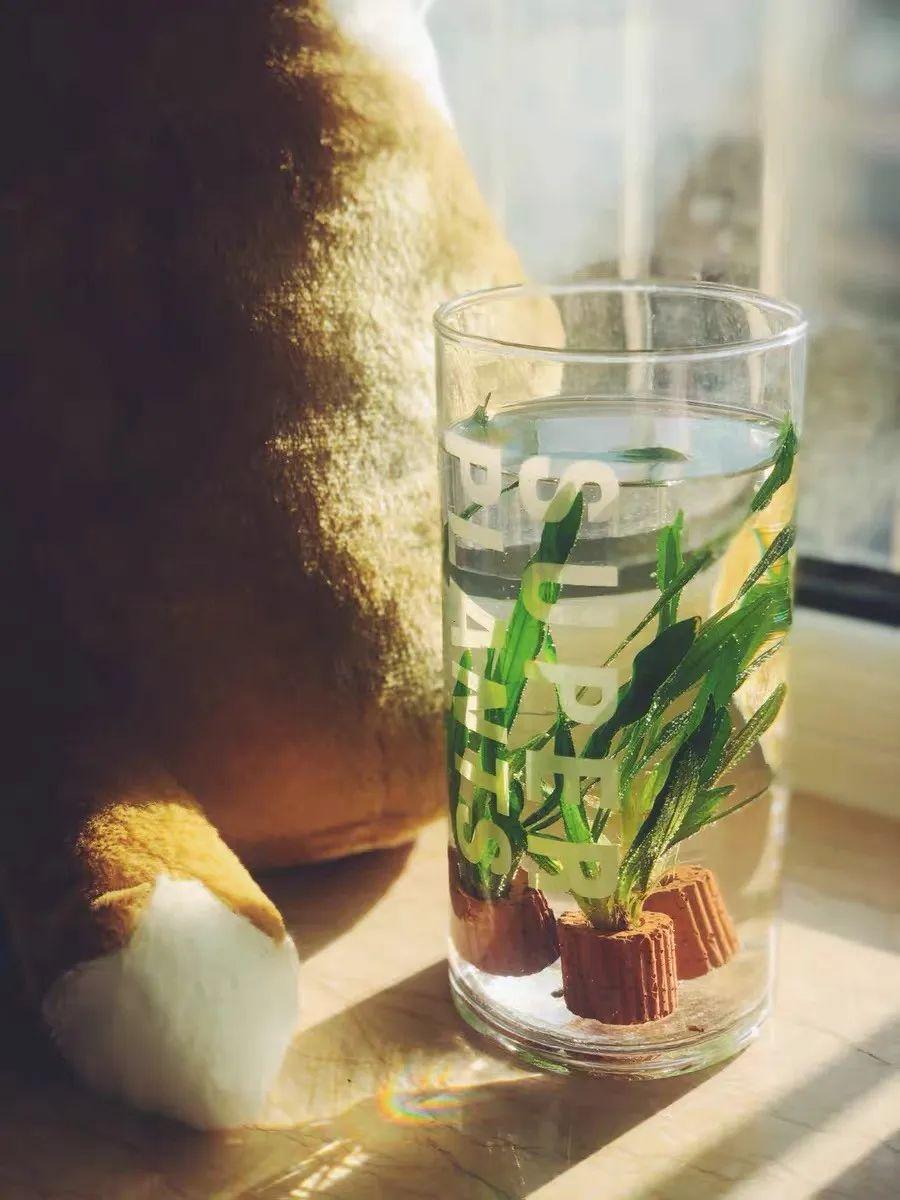 马醉木插水里能养多久