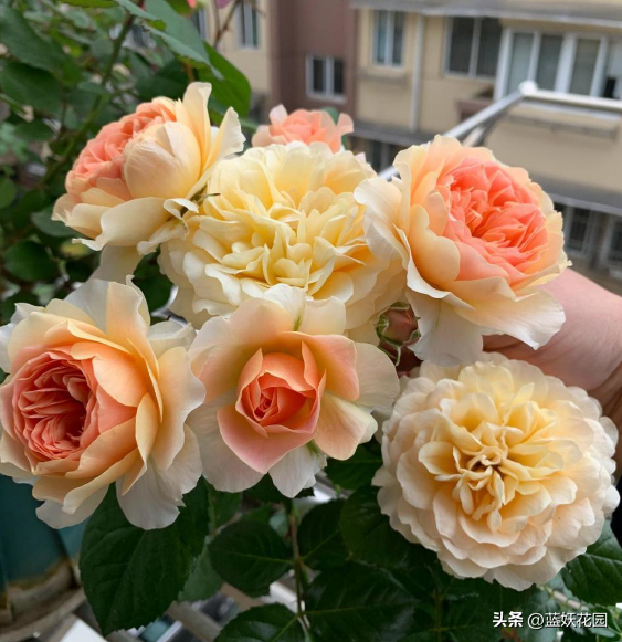 十大顶尖公认最好养月季