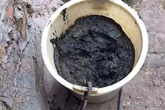 种植碗莲的方法和技巧