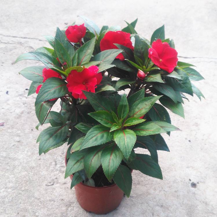 凤仙花生长过程