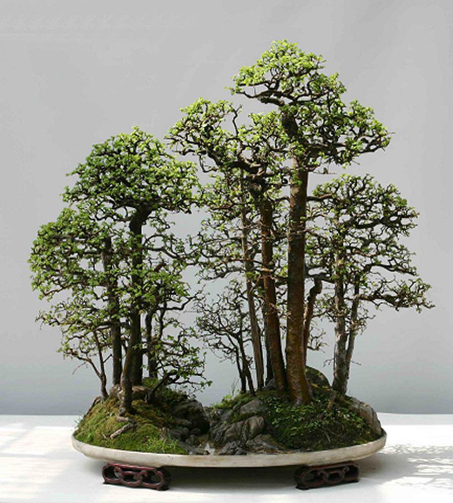 水杉盆景制作过程