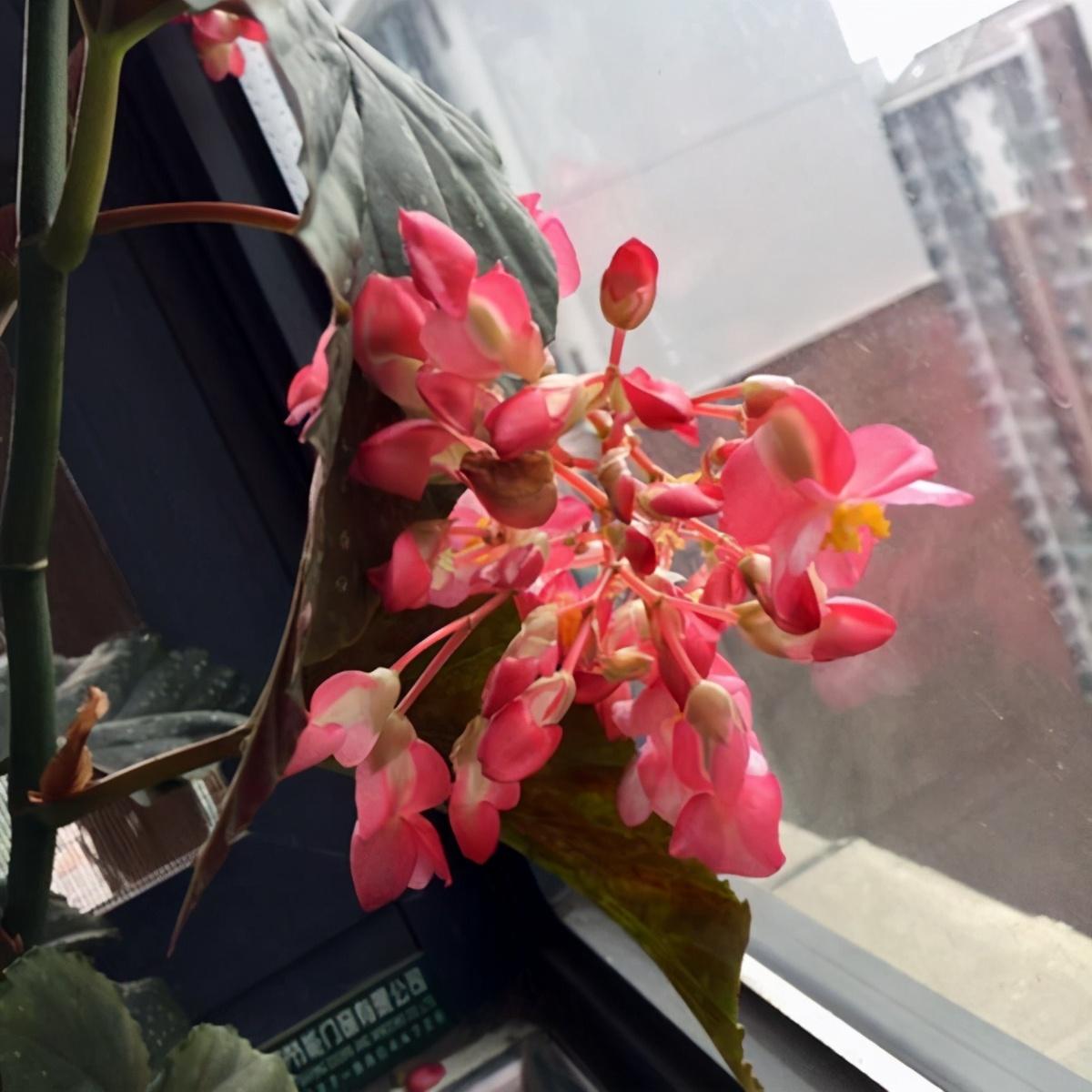 竹节秋海棠种类是什么