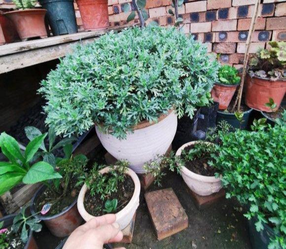 玛格丽特花吉利吗