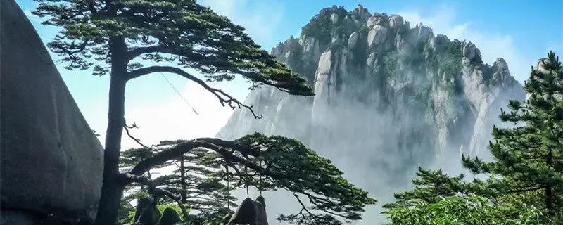 家里摆迎客松的寓意是什么
