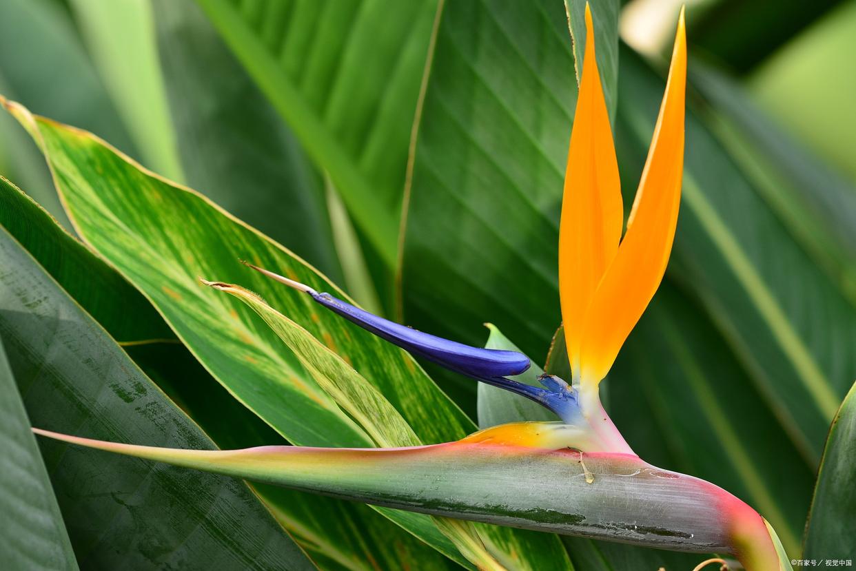 天堂鸟适合养家里吗