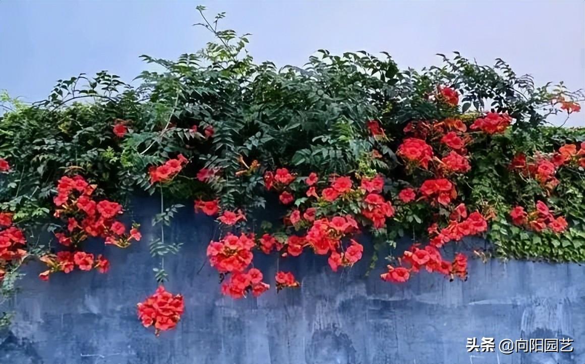 凌霄花几月份开花发芽