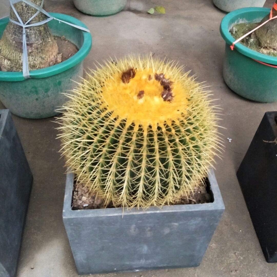 金虎仙人球开花吗