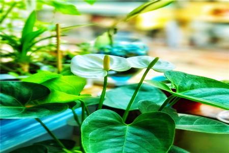 白掌可以放在卧室里养吗