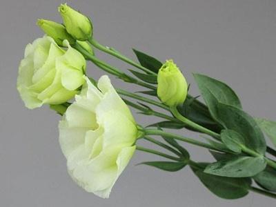 重瓣洋桔梗的种植方法和时间