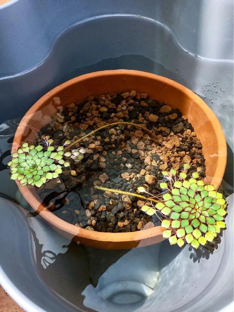 家里适合养什么水生植物好