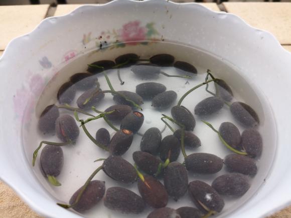 碗莲什么时候开花水培好