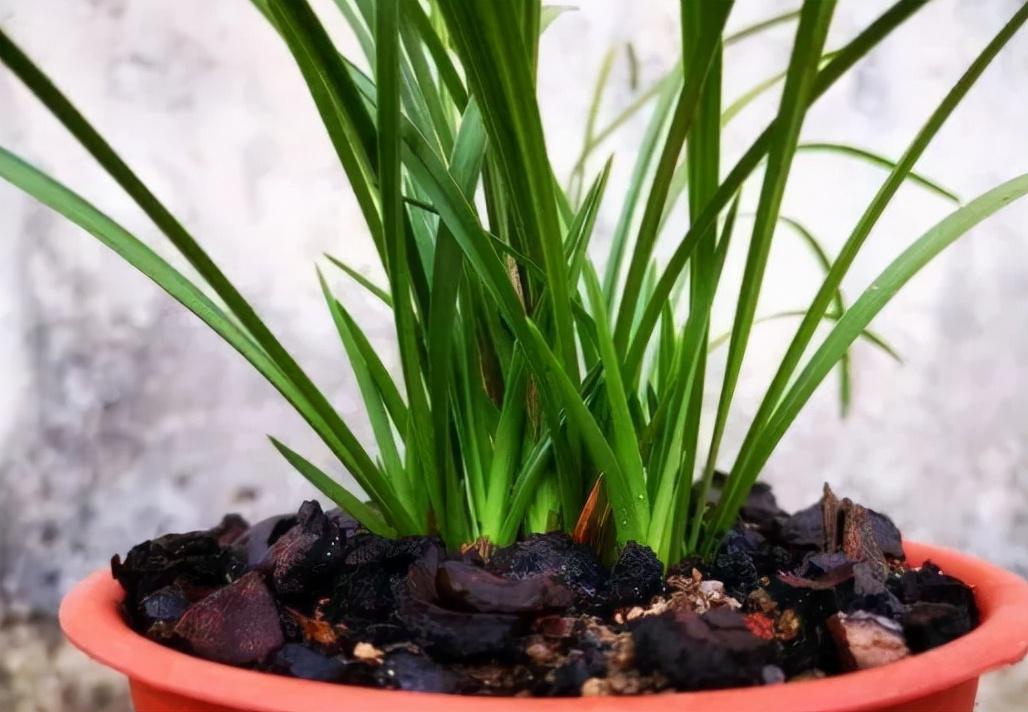 兰花翻盆注意事项有哪些