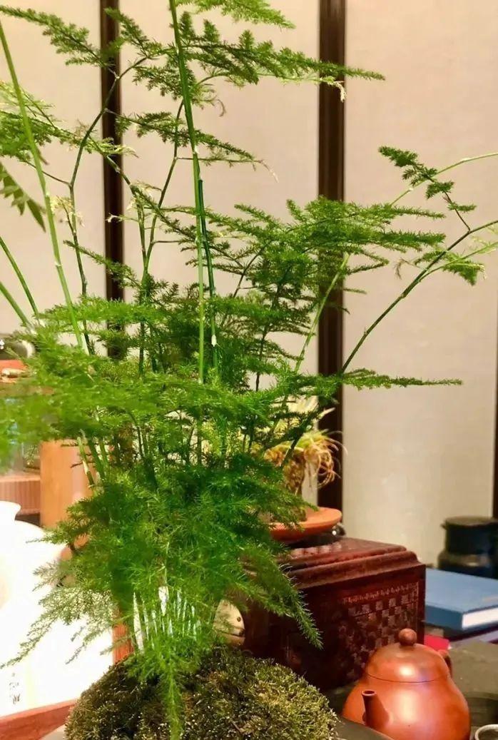 喜碱性植物花卉大全