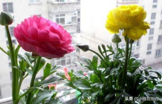 芹叶牡丹一年开几次花