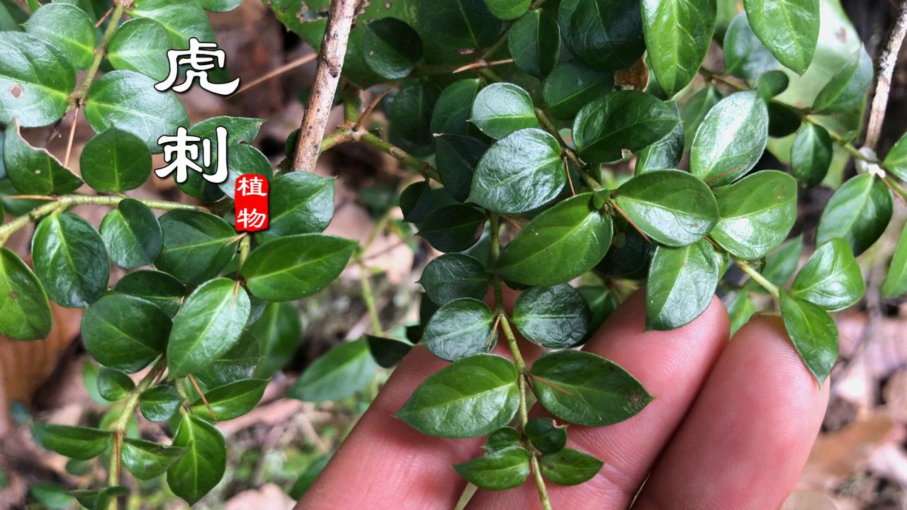 虎刺梅的养殖方法和注意事项