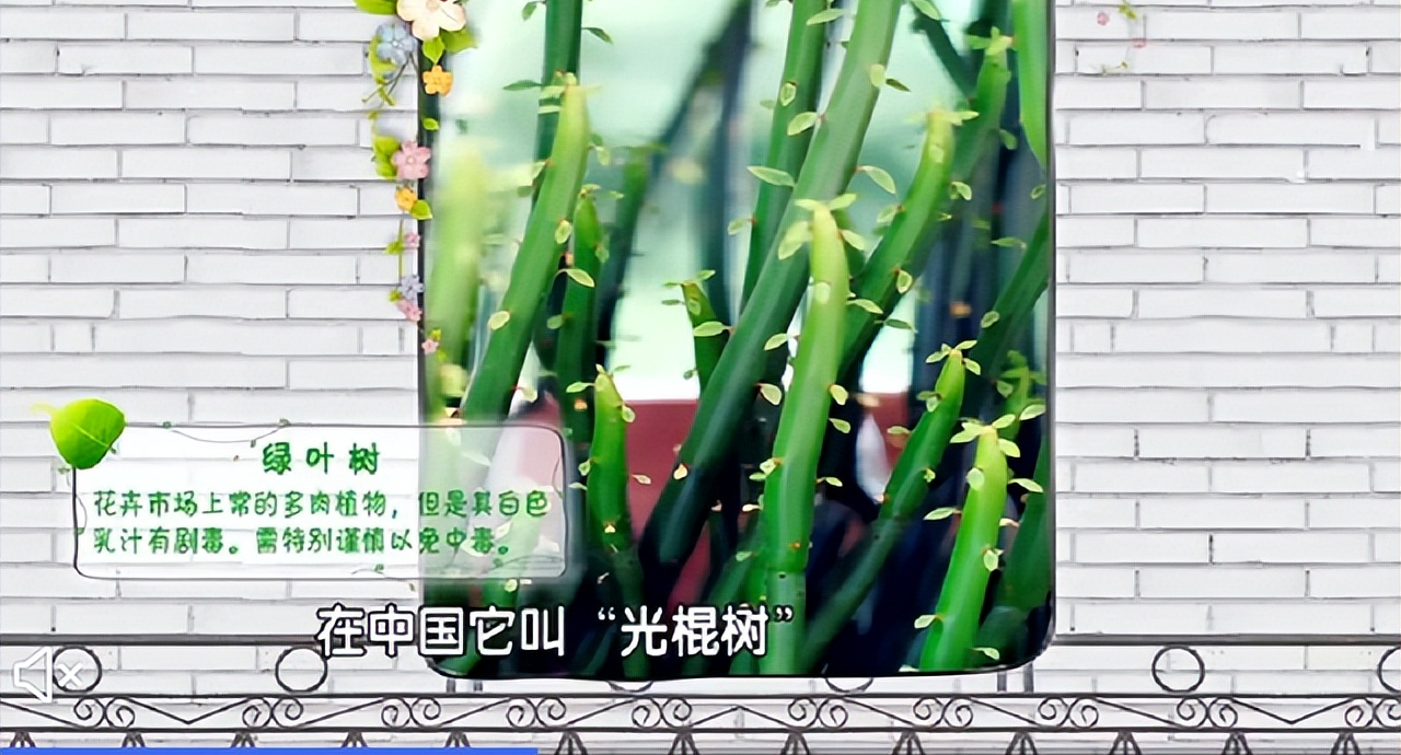 鸢尾花有毒吗
