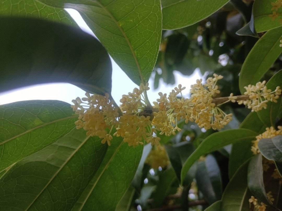 桂花的花语和寓意