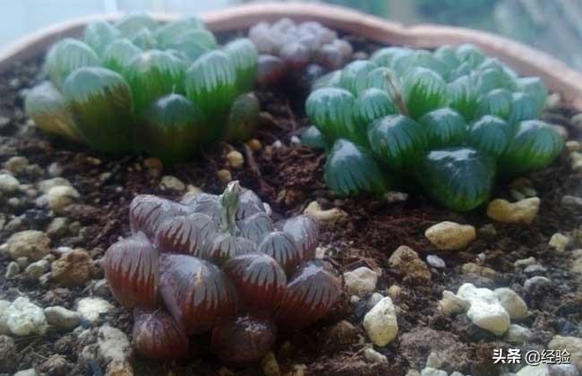 姬玉露与冰灯玉露的区别