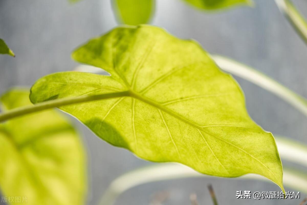 滴水观音果实有毒吗