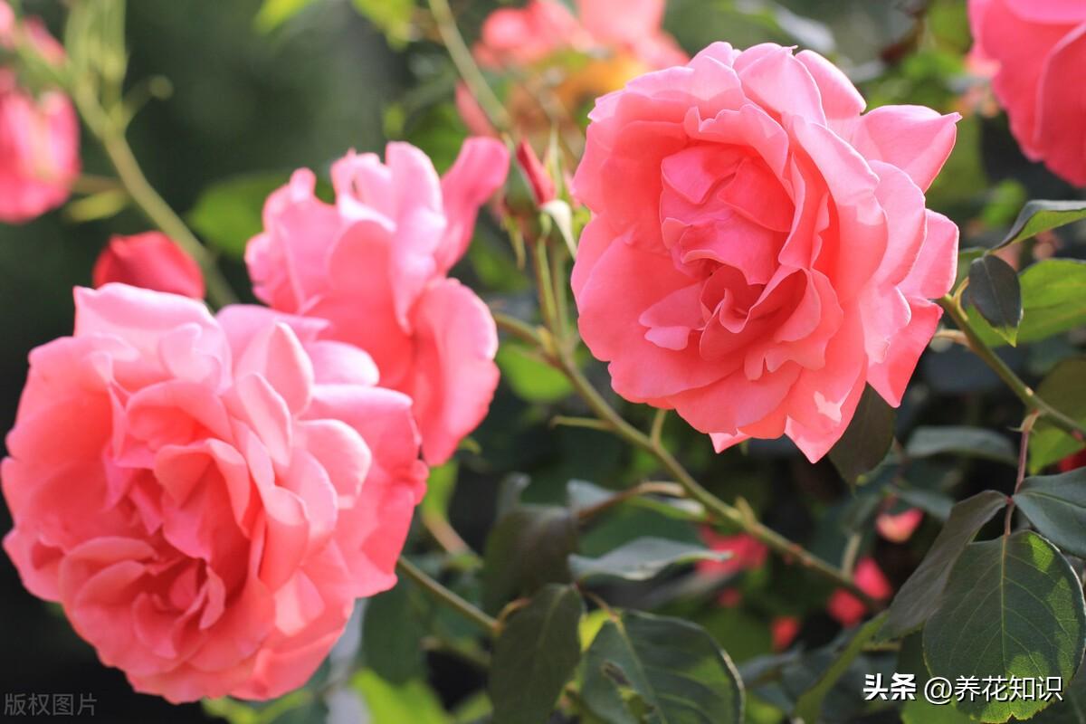月季花栽培管理要点