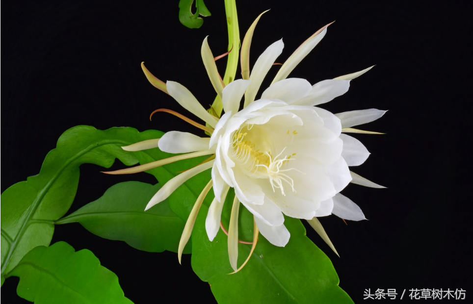 昙花的风水作用是什么
