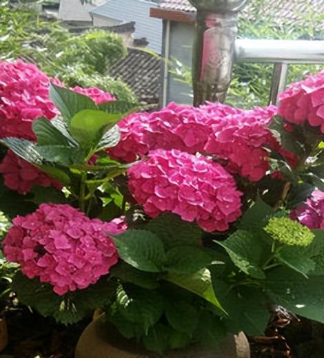 石斛兰的寓意和风水作用