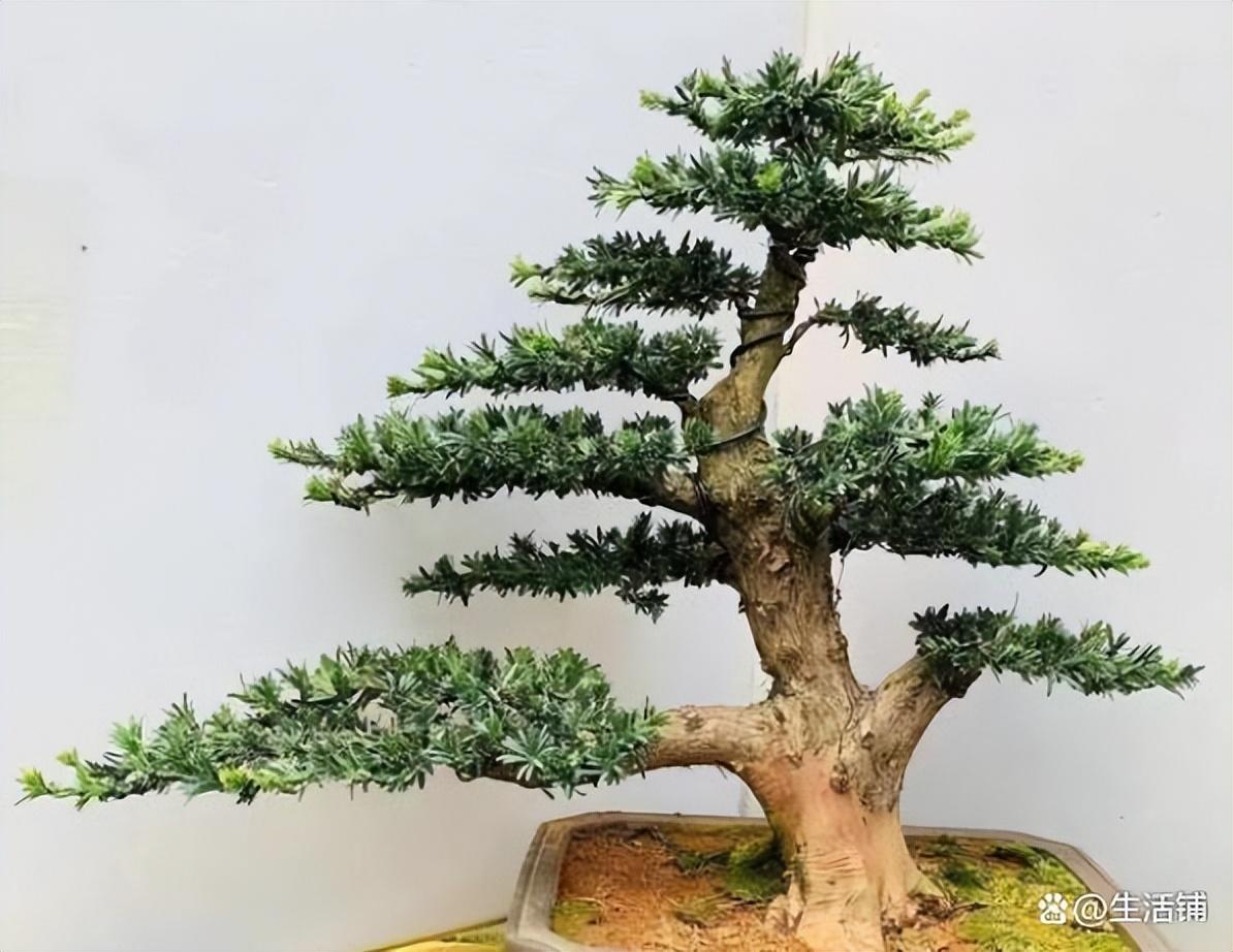 盆栽罗汉松多久浇一次水