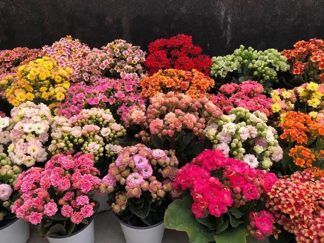 寓意好的花有哪些品种