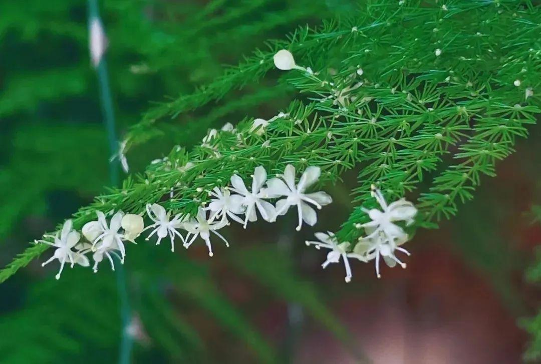 喜碱性植物花卉大全