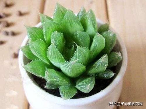 水晶掌多肉怎么养殖