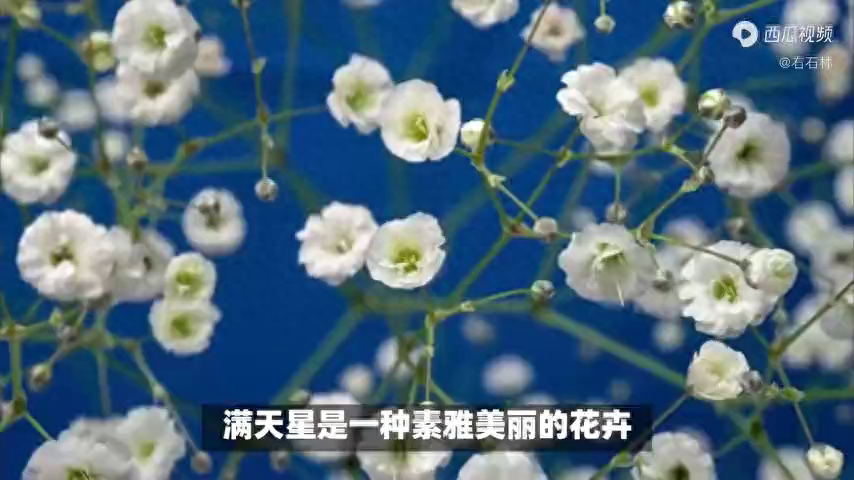 满天星的寓意和花语