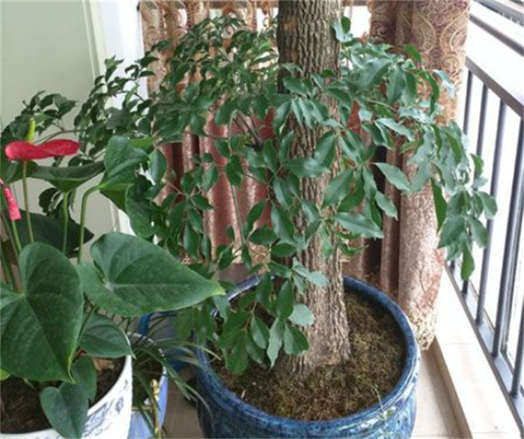 大富贵树在室内怎么养活