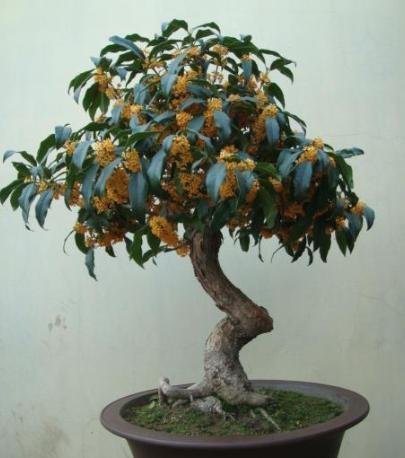 桂花种植培育方法有哪些