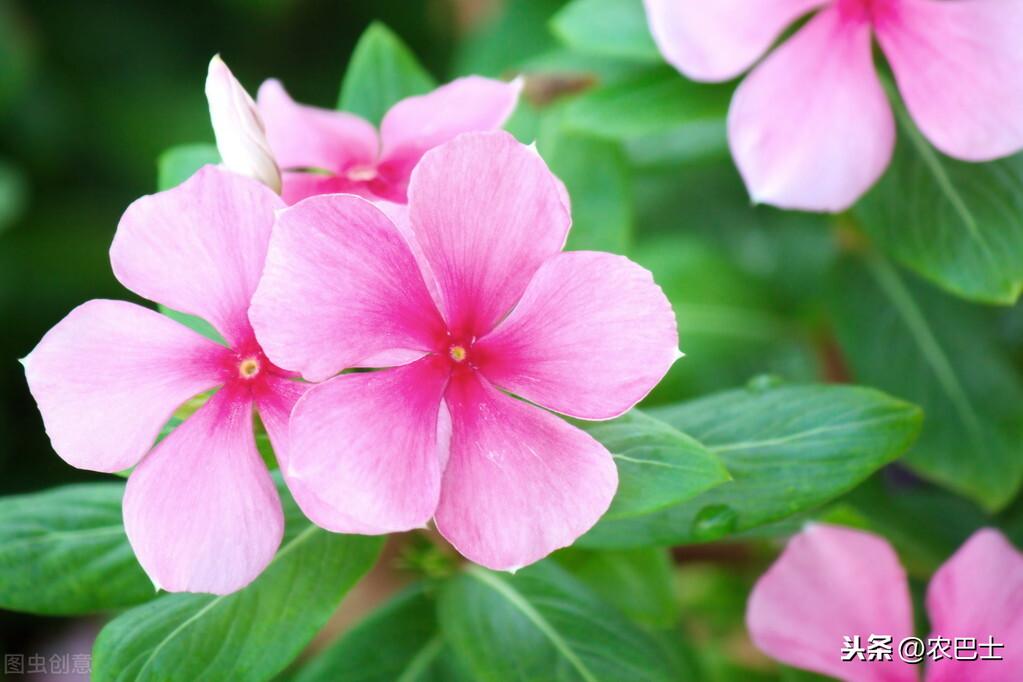 长春花耐寒吗