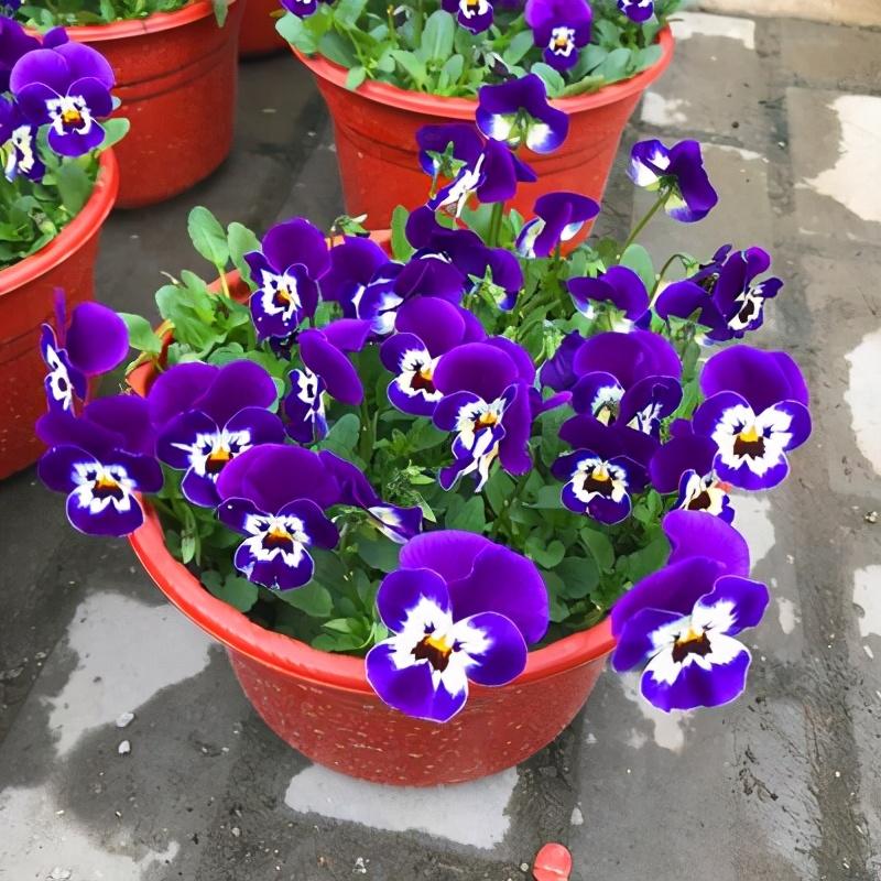 代表高冷孤傲的花有哪些