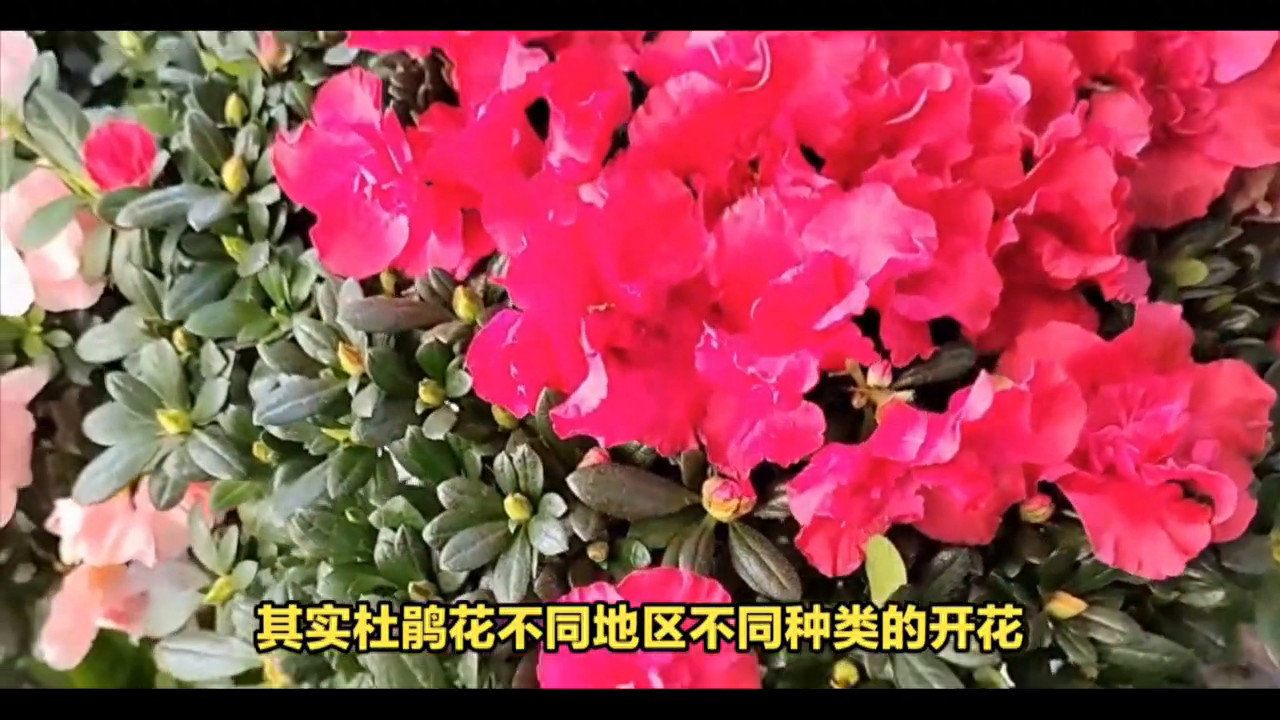 杜鹃花几月开花的季节