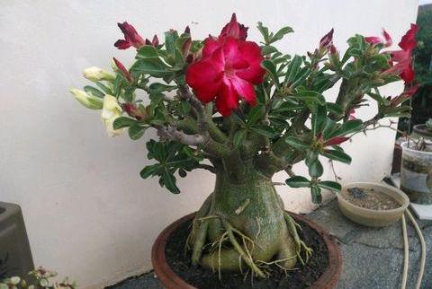 沙漠玫瑰的养殖方法和注意事项